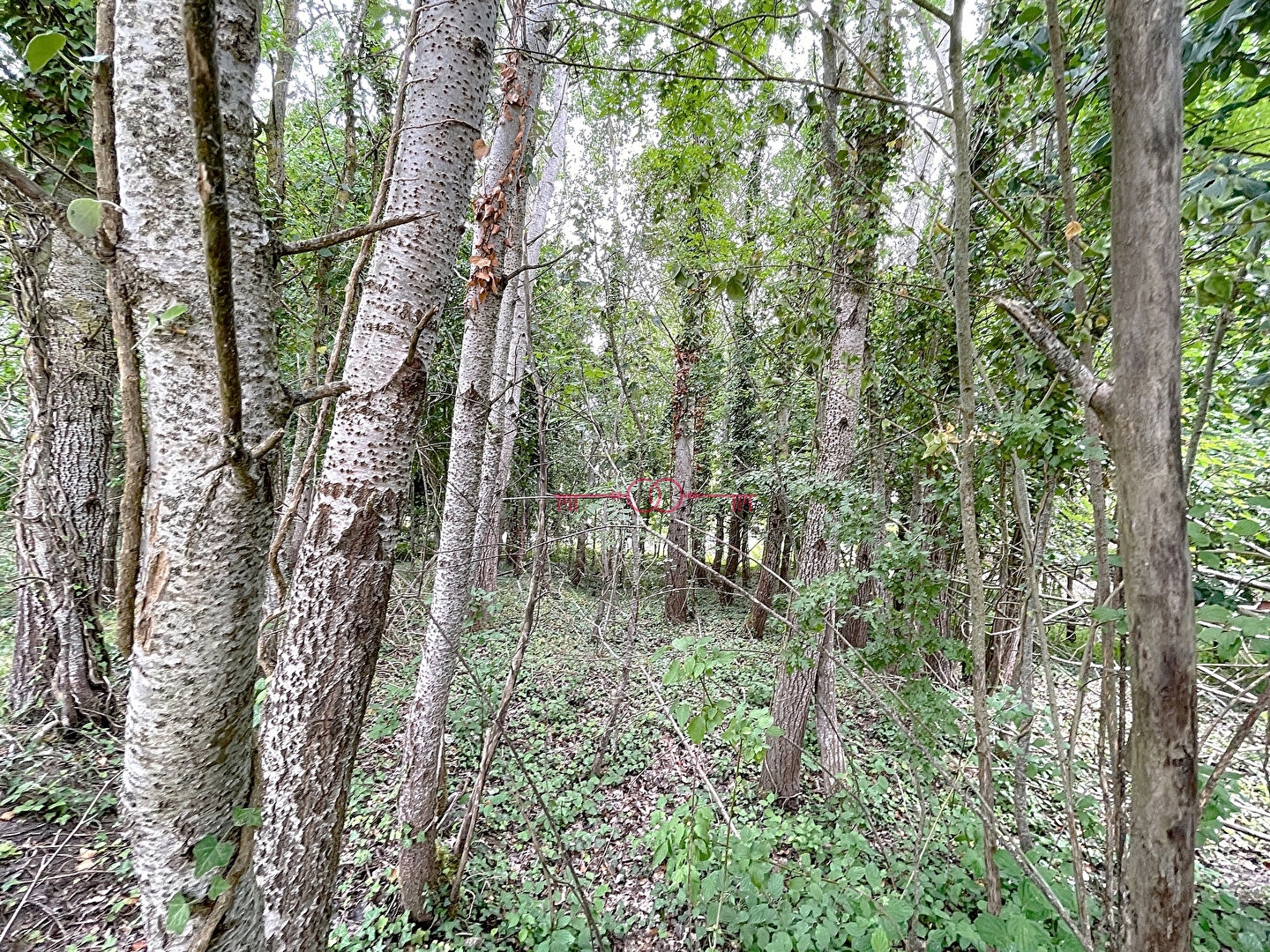 Terrains  pièces à Fismes - photo 6