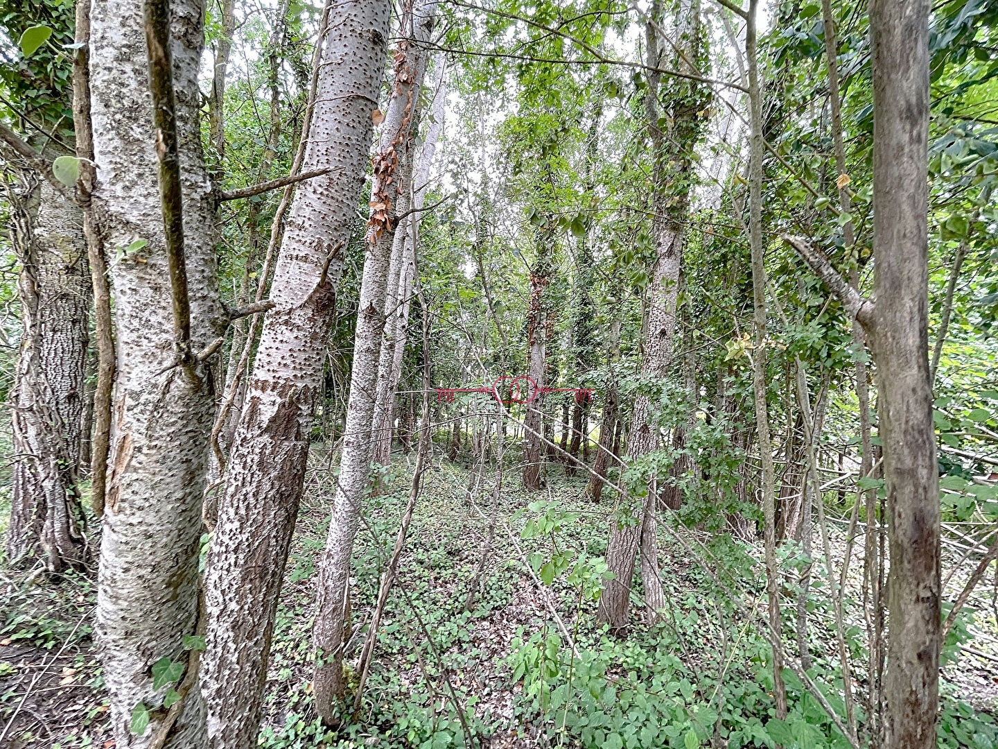 Terrain  pièces à Fismes - photo 4